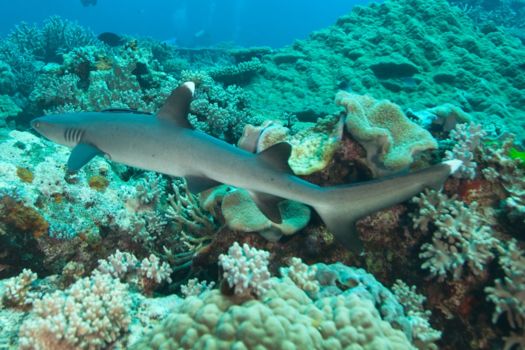 Fiji