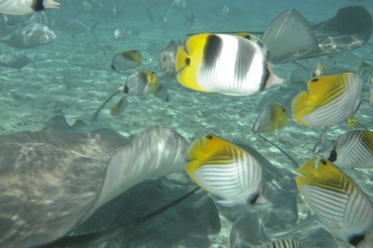 Bora Bora en de Society-archipel