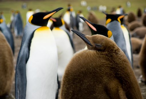 Antarctica