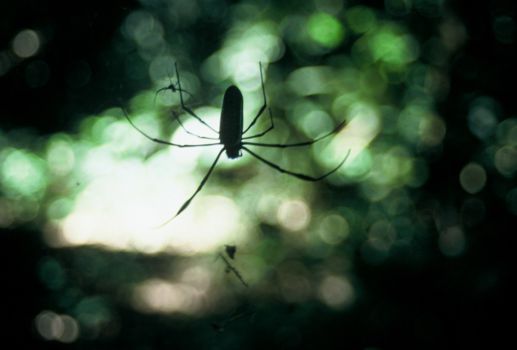 Madidi National Park