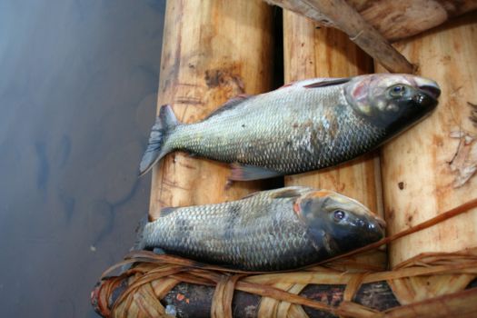 Madidi National Park