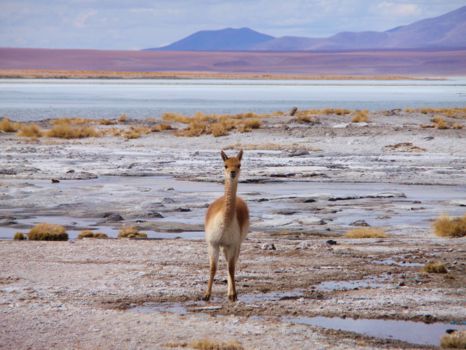 Bolivia