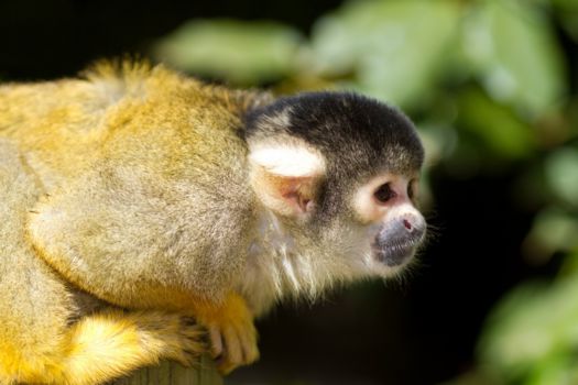 Mamirauá Reserve