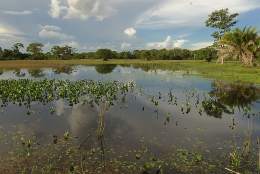 Pantanal