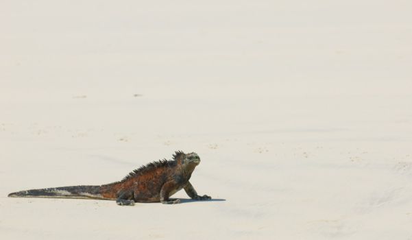 Machalilla National Park