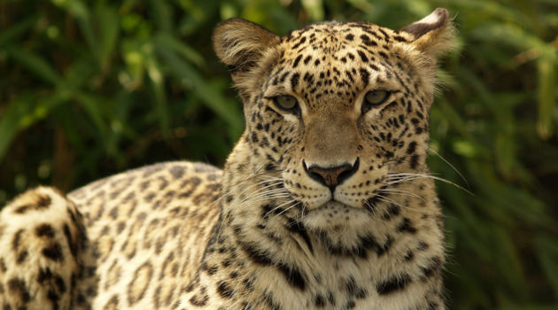 Podocarpus National Park