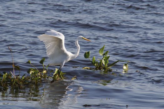 Río Paraguay