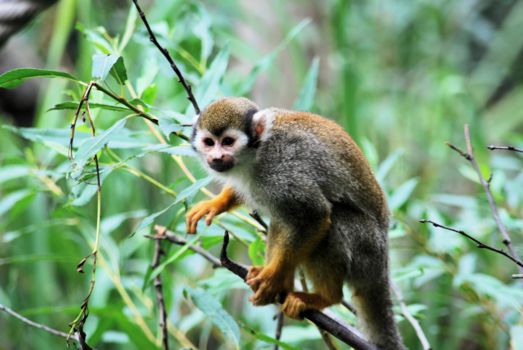 Ybycui National Park