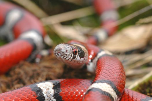 Ybycui National Park