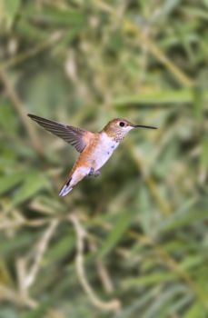 Ybycui National Park