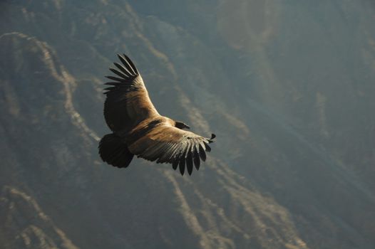 Colca Canyon
