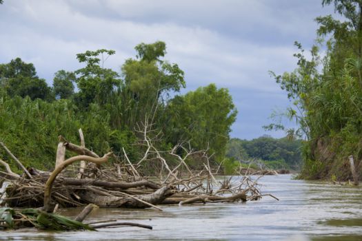 Manú National Park