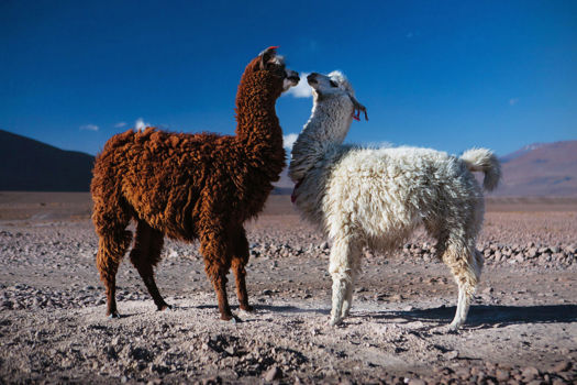 Bolivia
