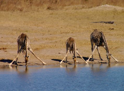 Zimbabwe
