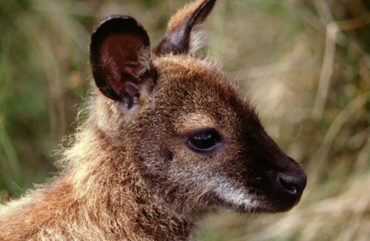 Australië