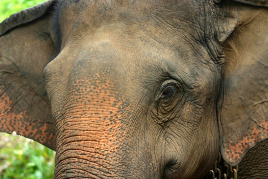 Sri Lanka
