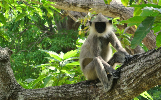 Sri Lanka