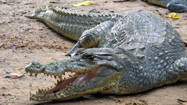 Kachikally Krokodillenpoel