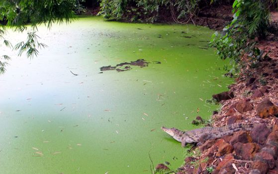 Kachikally Krokodillenpoel