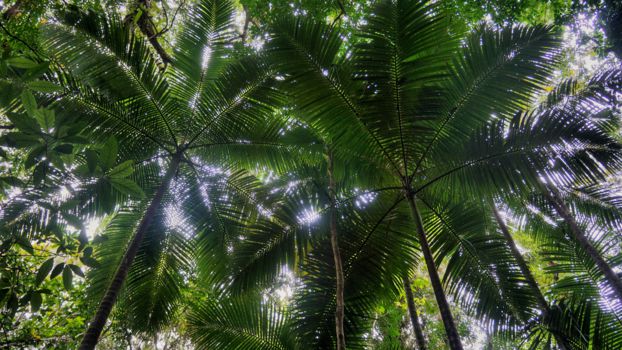 Ulu Temburong National Park