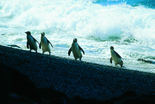 Phillip Island