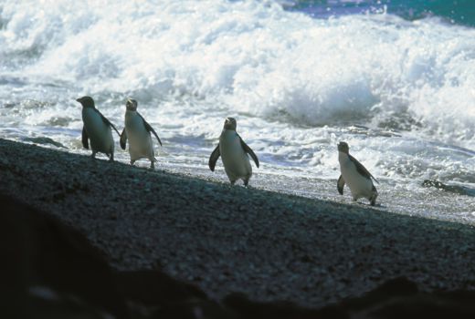 Penguin Island
