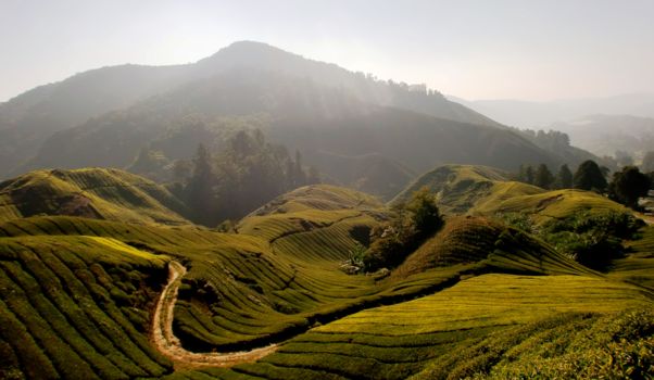 Cameron Highlands