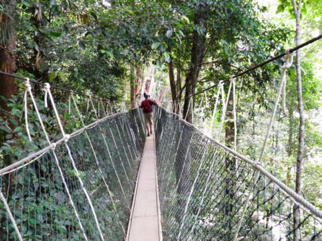 Canopy Walkway