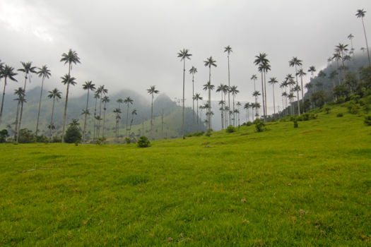 Valle de Cocora