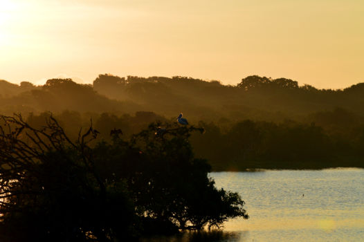Yala National Park