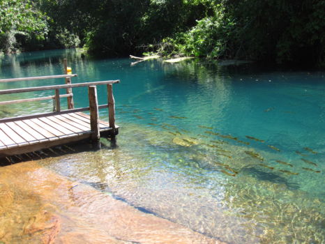 Bonito