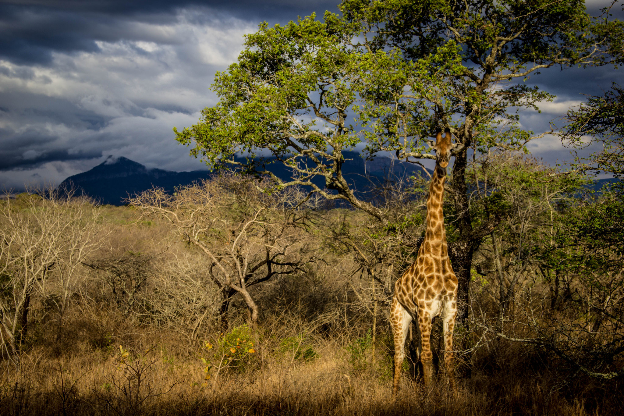 Beoordelingen Reviews Hoedspruit Zuid-Afrika nl