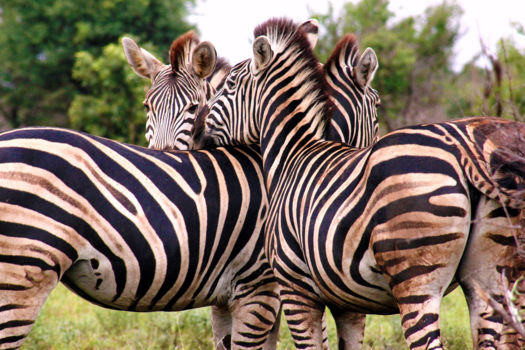 Rondreis van Johannesburg naar Kaapstad