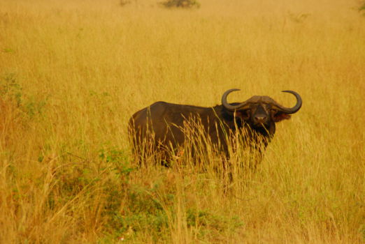 Murchison Falls national park