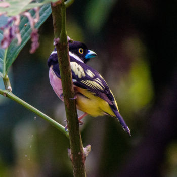 Tabin Wildlife Reserve