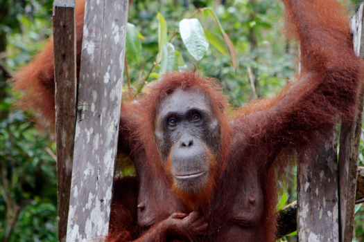 Batang Ai national park