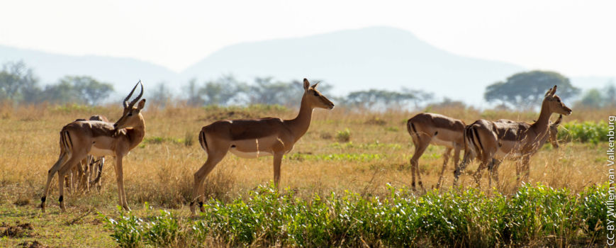Entabeni Game Reserve