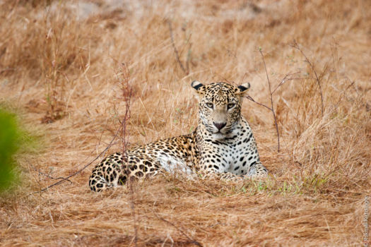 Wilpattu National Park
