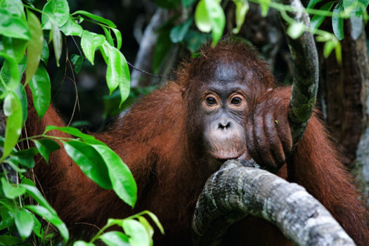 Rondreis Kalimantan