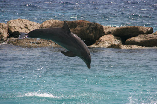 Curaçao Sea Aquarium