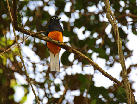 Soberanía National Park