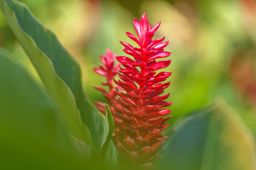 Nassau Botanical Gardens