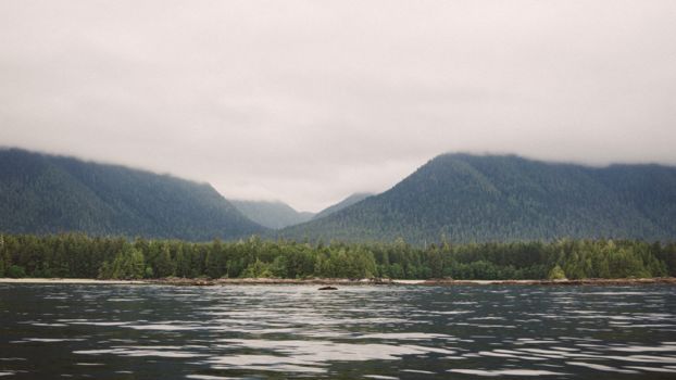 Tofino