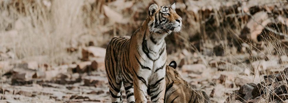 Ranthambore National Park