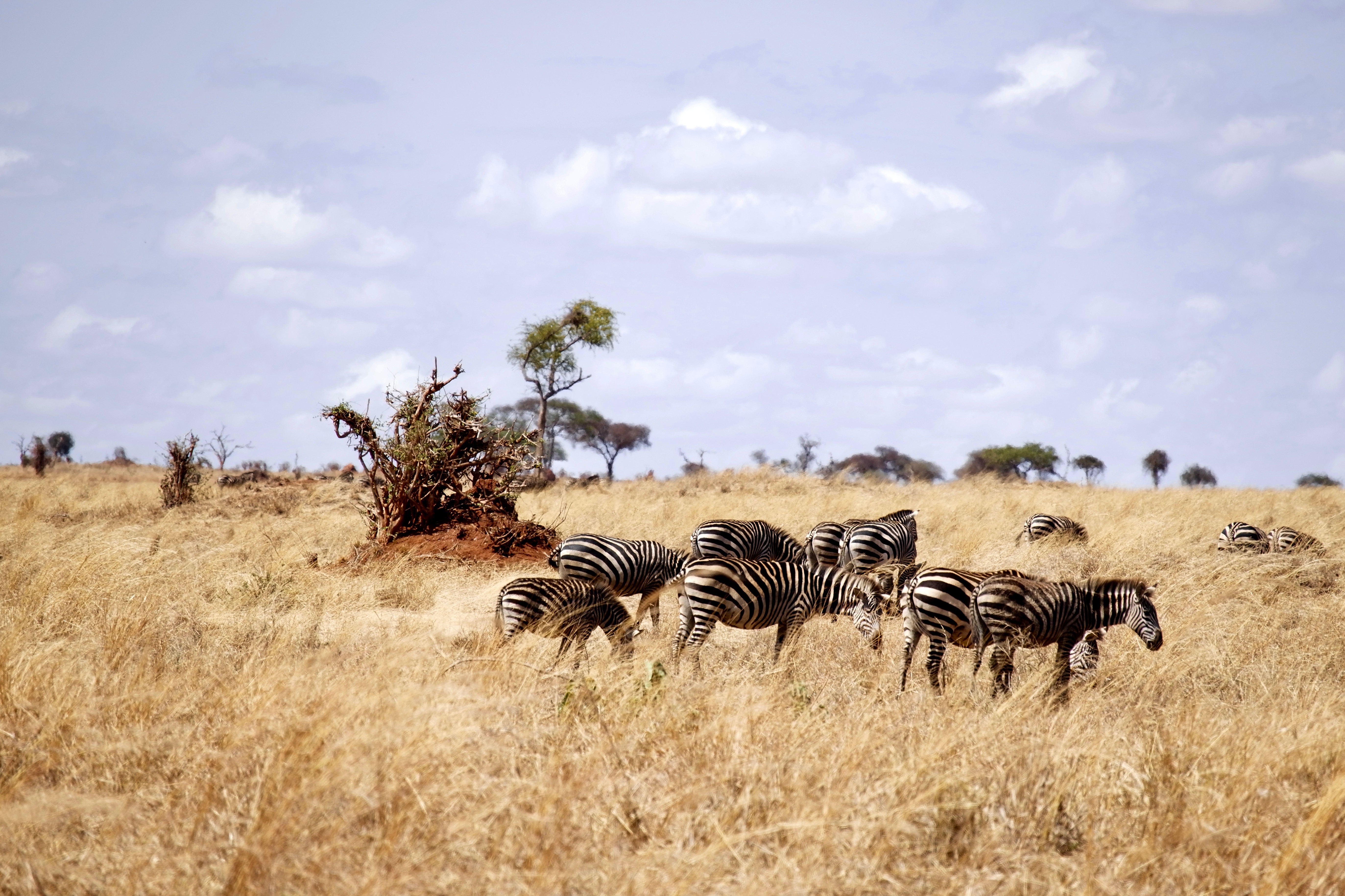 Животные саванны в африке