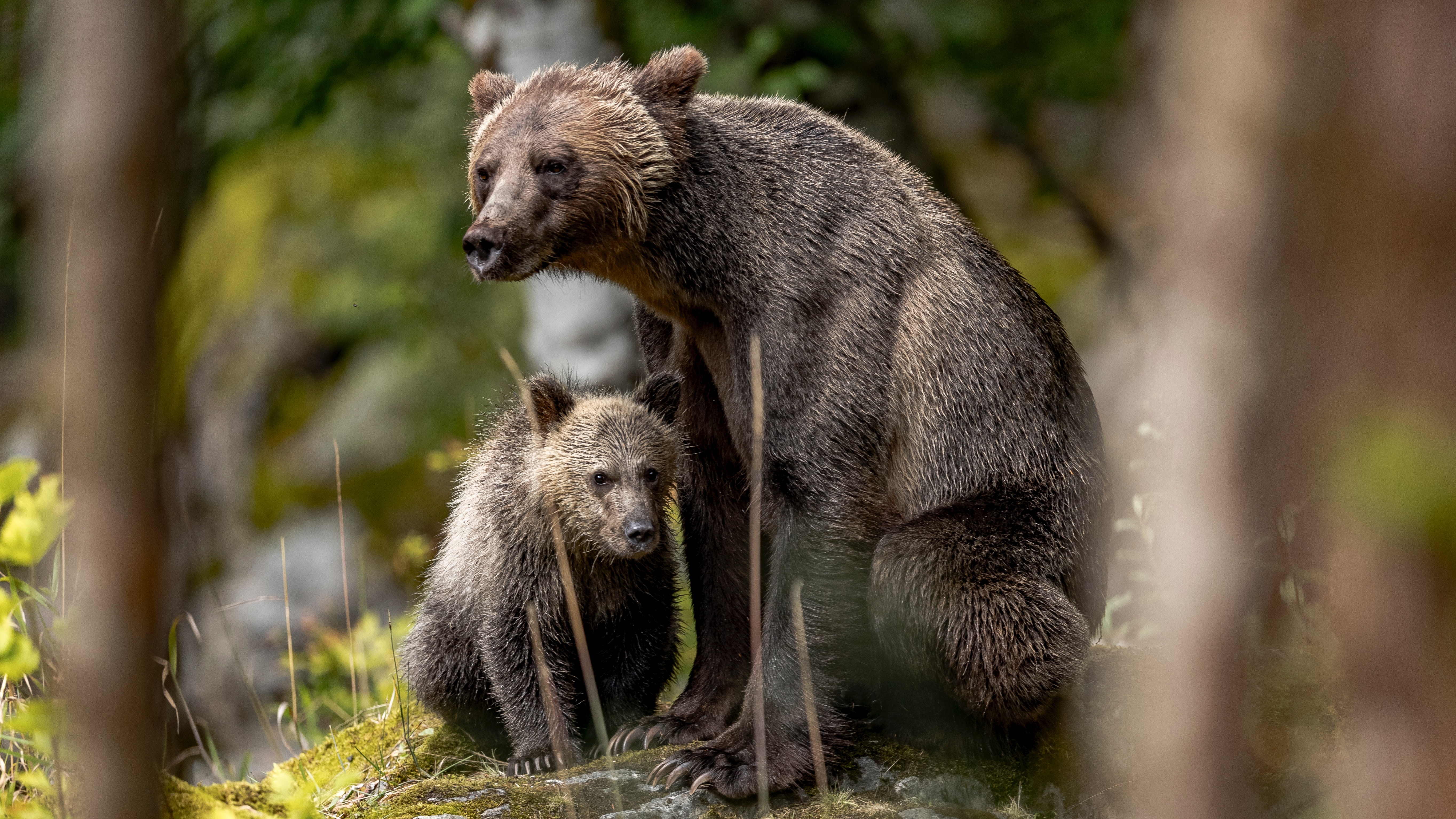 Ga Op Bezoek Bij De Enige Grizzly-opvang Van Canada - NoordAmerika.nl