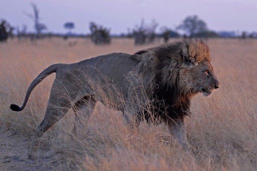 Camperroute Zuid-Afrika en Botswana
