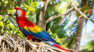 Ontvang de leukste Costa Rica reisroutes Ontvang de leukste Costa Rica reisroutes
