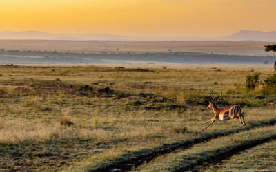 Safari Discover Kenia